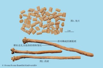 牛膝（Niuxi）中药材鉴别相册