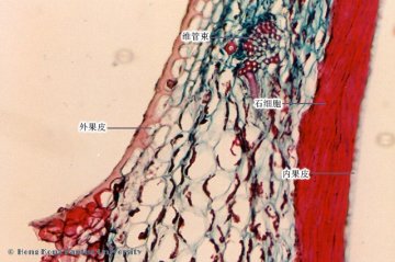 连翘（Lianqiao）中药材横切面显微鉴别照片