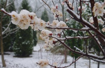“倒春寒”减衣别太急