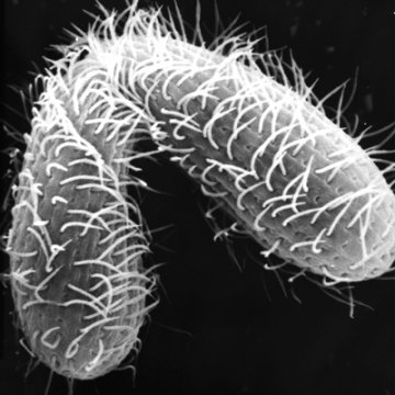 七性生物暗藏世间