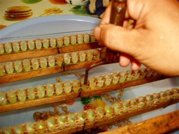 图解蜂王浆生产过程