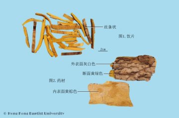 关黄柏（Guanhuangbai）中药材鉴别照片