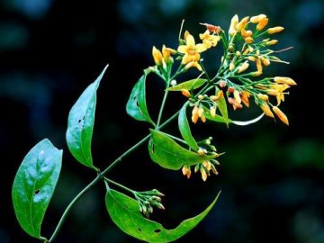 研究发现剧毒植物钩吻免疫抑制活性成分