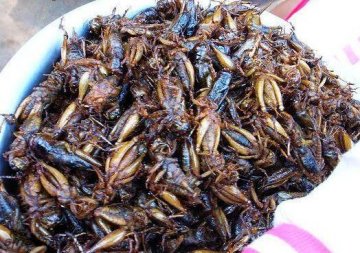 防癌神仙汤引争议 稀奇古怪食物盘点—炸蟋蟀