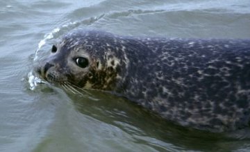 美大批海豹染新型禽流感病毒死亡 恐威胁人类