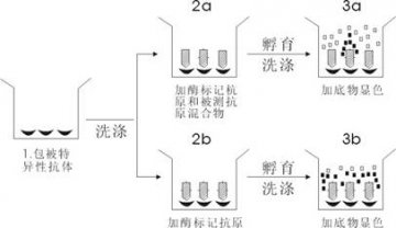 酶联免疫吸附试验及其应用