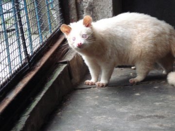 不知名怪物长有猪嘴兔眼狐狸身