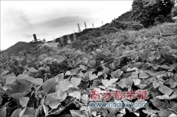 深圳电厂污染调查：“油污雨”腐蚀下的无奈生活