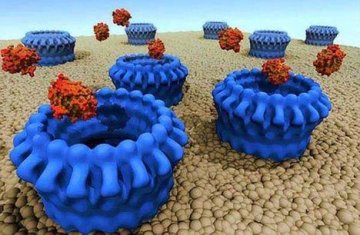 科学家首次观察到穿孔蛋白迅速处理掉癌变细胞