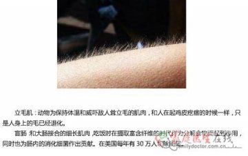立毛肌和盲肠
