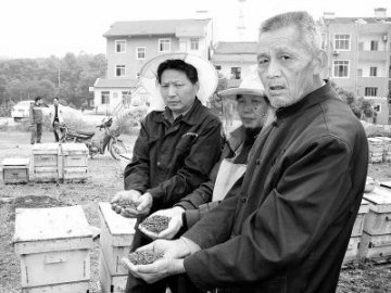 百万只采花蜜蜂突然死亡 蜂农怀疑系农药中毒