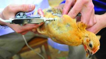 加妇游京后染H5N1亡