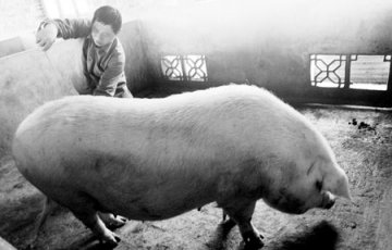 湖南男子家养900公斤重宠物猪