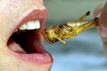 盘点：世界各地的“非主流”食物