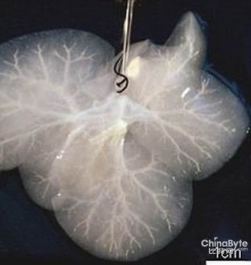 美科学家最新培育微型人体可移植肝脏