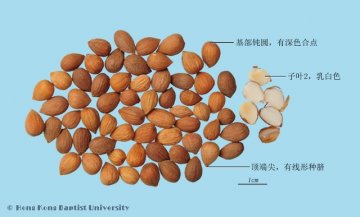郁李仁（Yuliren）中药材鉴别相册