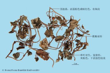 金钱草（Jinqiancao）中药材鉴别照片