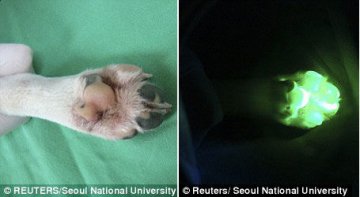 韩国科学家借助克隆技术培育出夜光狗