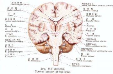 脑的冠状切面