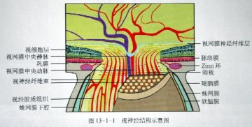 视神经结构示意图
