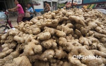 各地紧急排查毒生姜 严格检测可否来的更早些