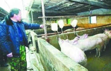加工点钩住猪上颚灌胶增重