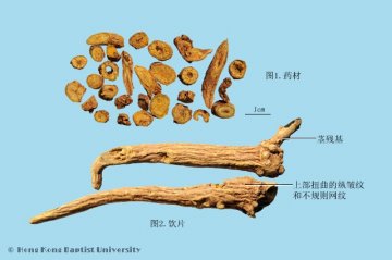 黄芩（Huangqin）中药材鉴别照片