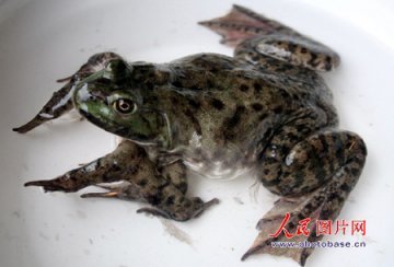福建泉州发现八条腿青蛙