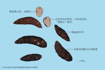 香附（Xiangfu）中药材鉴别相册