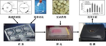 “从中药中筛选低毒高效的治疗2型糖尿病活性成分”通过国际合诈取得重要进展