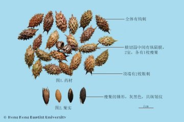 苍耳子（Cang'erzi）中药材鉴别照片