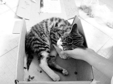 遭虐流浪猫骨盆粉碎被实施安乐死
