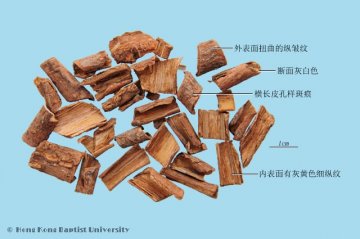 五加皮（Wujiapi）中药材鉴别照片