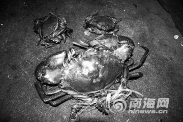 大排档400元叫卖重达5斤螃蟹
