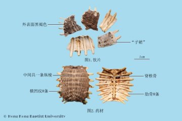 鳖甲（Biejia）中药材鉴别照片