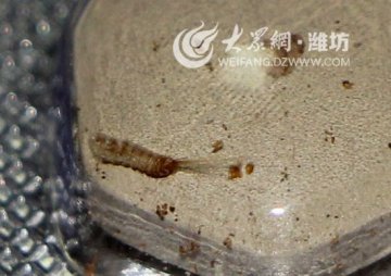仁和健胃消食片惊现活虫追踪 潍坊多家药店下架
