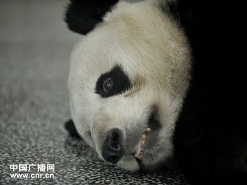 熊猫明亮的眼睛看起来天真可爱