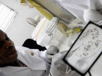 美科学家欲释放携带“毁灭基因”蚊子 预防登革热