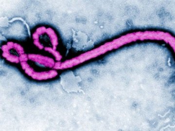 Science：基因组测序显示西非埃博拉疫情源自中部非洲