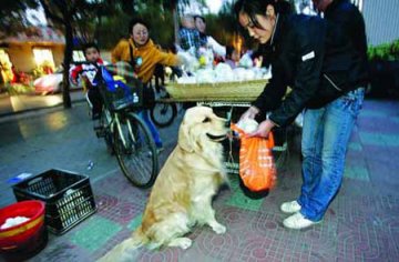 金毛犬“二宝”能帮主人买馒头