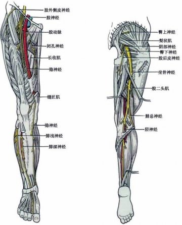 东北农大28师生做实验染病 重者或丧失生育能力