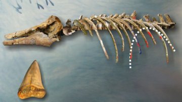 古生物学家还原400万年前鲨鱼捕杀海豚场景