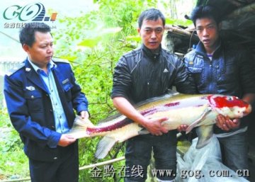 渔民捕获重16.5公斤胭脂鱼 有亚洲美人鱼之称