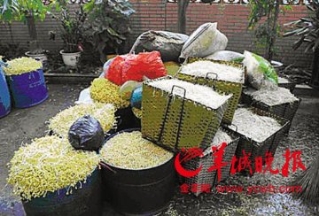 毒豆芽激素加抗生素日产一吨 广州黑作坊被捣毁