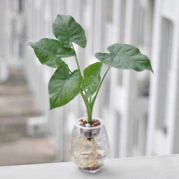 孩童舔叶子险丧命 这些绿植家里最好不要养