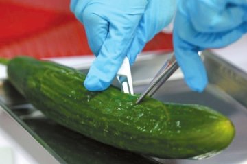 四川省：本地黄瓜很安全 可放心食用