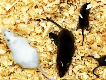《生殖生物学》：科学家培育出有两个“父亲”的老鼠