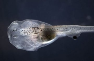 科学家将蝌蚪眼睛植入尾部治疗失明