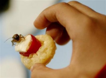 盘点：世界各地的“非主流”食物