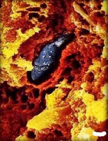 揭秘人类生命诞生全程